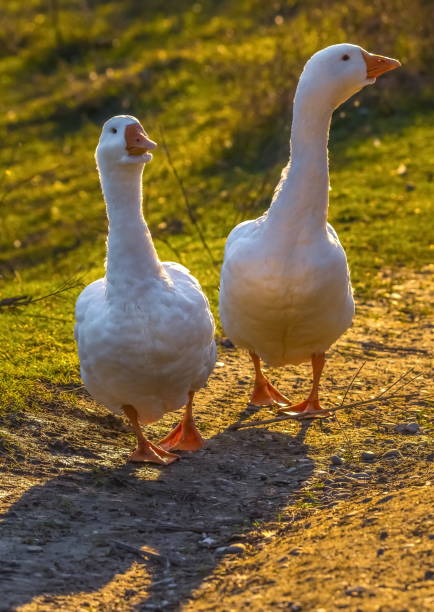 istock Geese on the pond at sunset. 1031328716