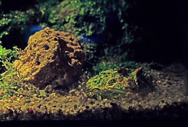 close up argentine horned frog or pacman frog on nature background - argentine horned frog imagens e fotografias de stock