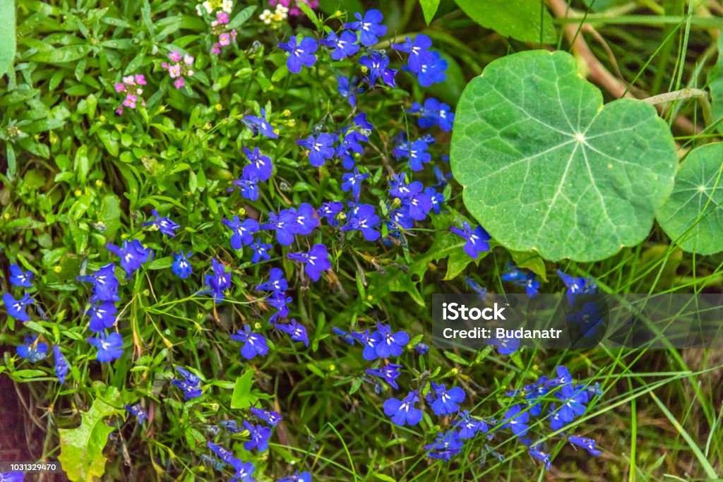Foto de Pequenas Flores Roxas Em Um Jardim e mais fotos de stock de Antigo  - Antigo, Arte, Canteiro de Flores - iStock