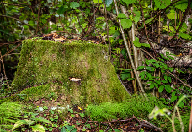 Moss Covered Tree Stump in a Deep Forest in Latvia in Summer
