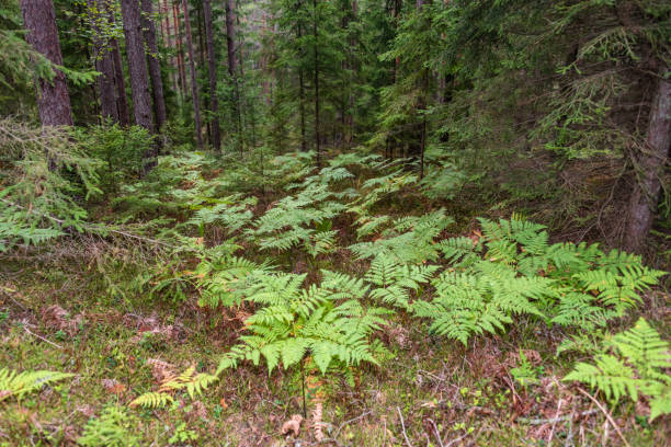 istock Ferns in a Deep Forest in Latvia in Summer 1031330104