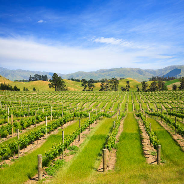 istock New Zealand Marlborough Vineyard 1031332738
