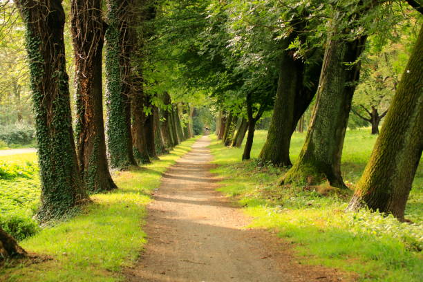 tree alley in the city park of güstrow - avenue tree imagens e fotografias de stock