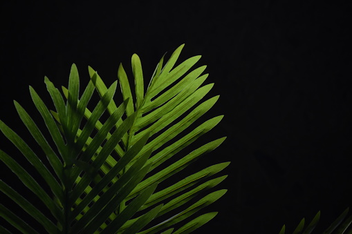 A palm leaf on a black background