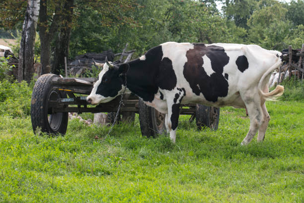 istock cow tied to the trailer with a chain 1031333684