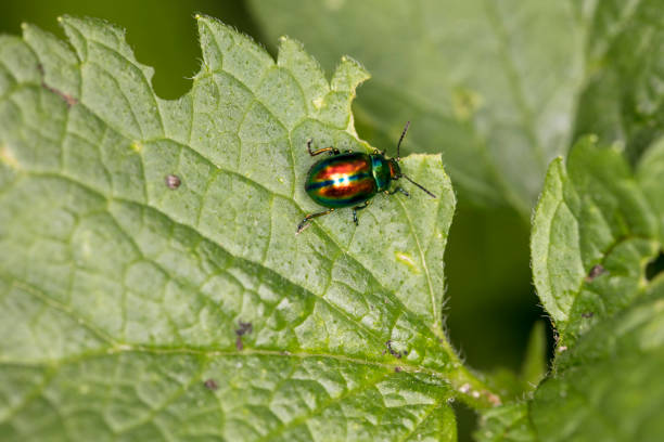 istock Chrysolina fastuosa, colorful beetle wanders on a green leaf, view from above 1031336708