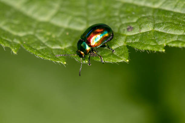 istock Chrysolina fastuosa, colorful beetle wanders on a green leaf, close up 1031337276