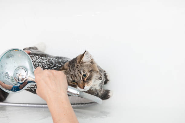istock Bath Time For Cute Siberian Cat 1031339756