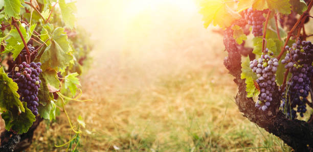 istock Vineyard in autumn harvest 1031339940