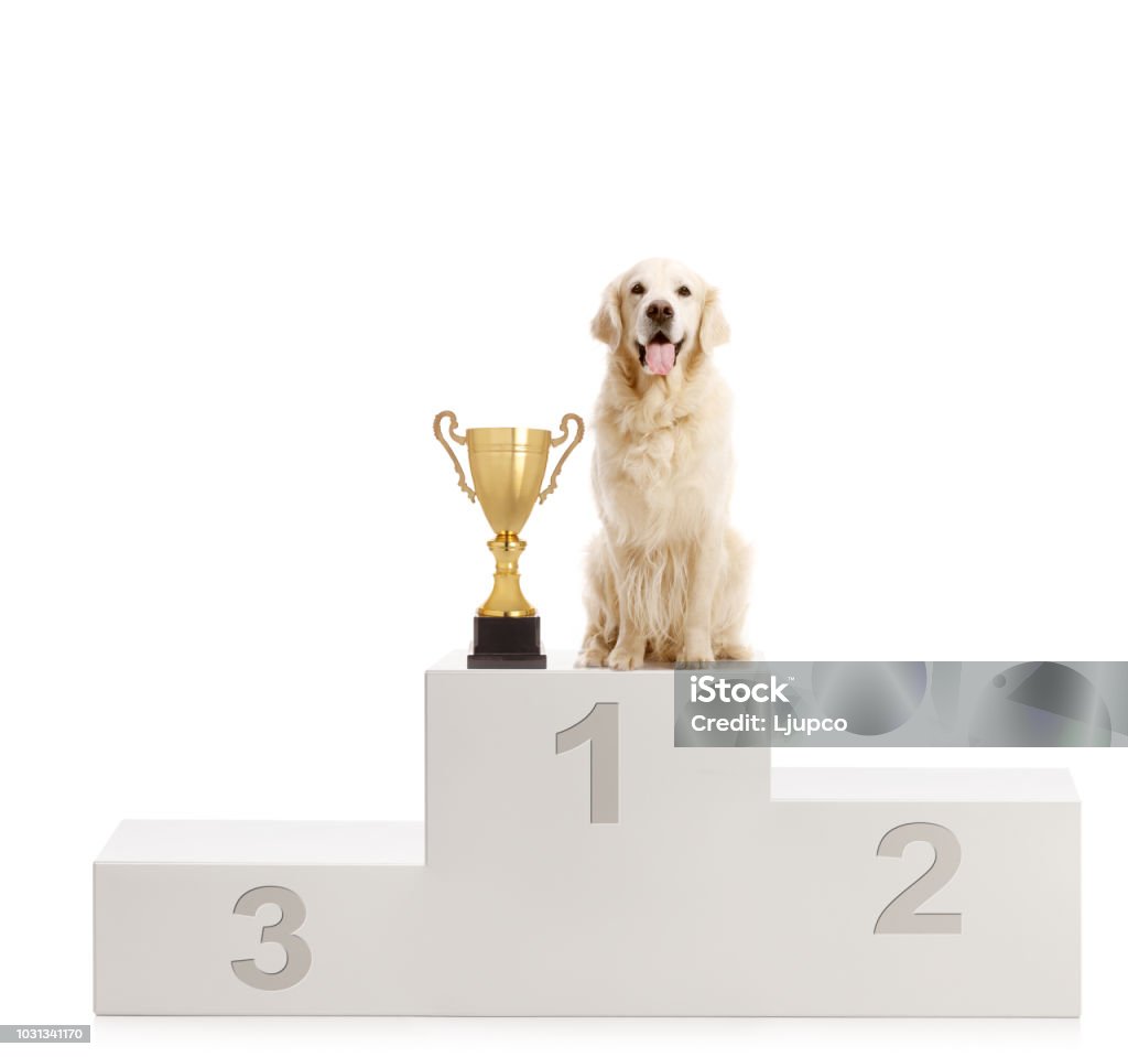 Labrador retriever dog standing with a trophy on a winner's pedestal Labrador retriever dog standing with a trophy on a winner's pedestal isolated on white background Dog Stock Photo