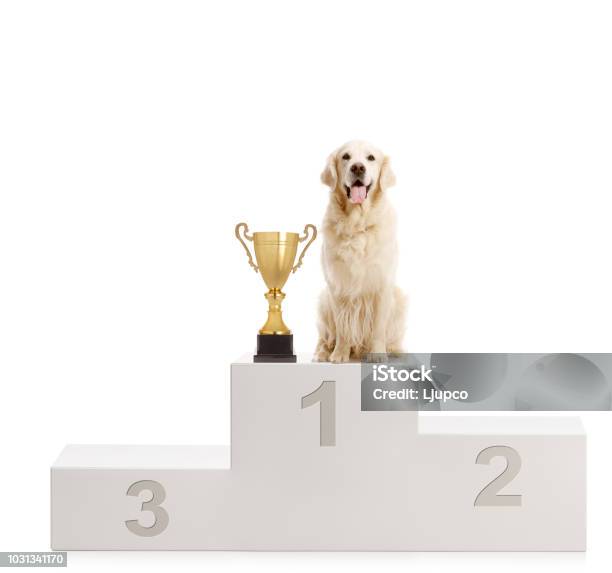 Labrador Retriever Dog Standing With A Trophy On A Winners Pedestal Stock Photo - Download Image Now