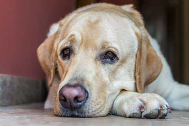 istock The tender look of a dog 1031344702