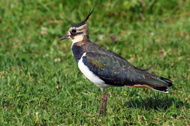 istock Lapwing standing on the ground in its habitat with fresh green background. 1031344790