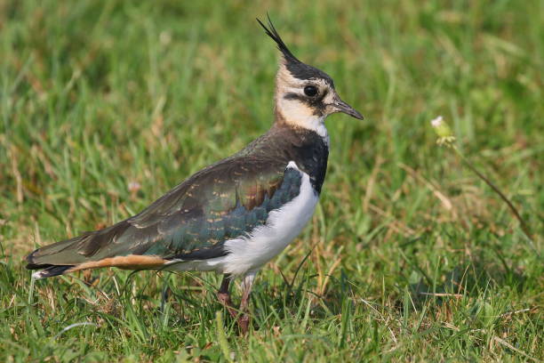 istock Lapwing standing on the ground in its habitat with fresh green background. 1031344836
