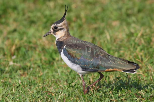 istock Lapwing standing on the ground in its habitat with fresh green background. 1031344838
