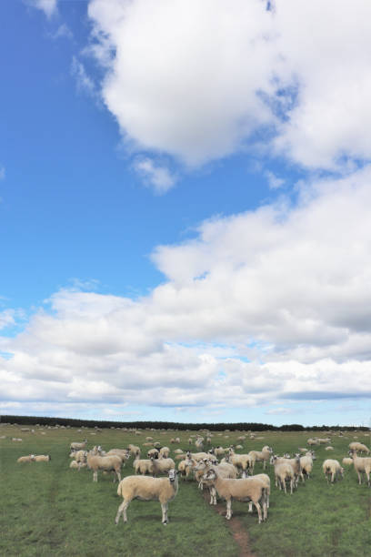 istock Big fluffy white cloud in blue sky over field with gate 1031345384