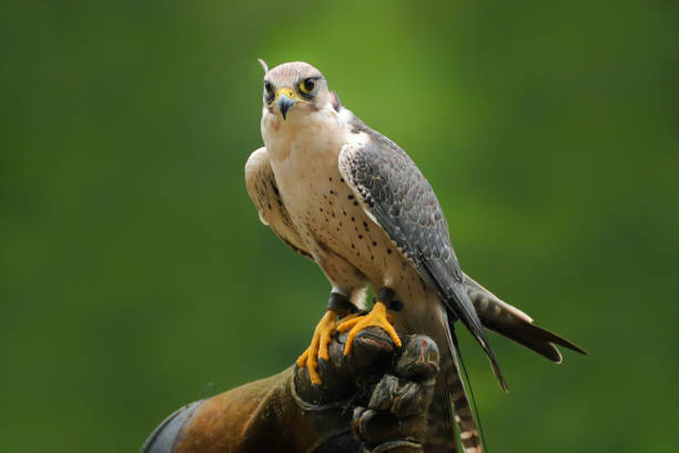 istock Migrant falcon sitting on falconic gloves 1031347482