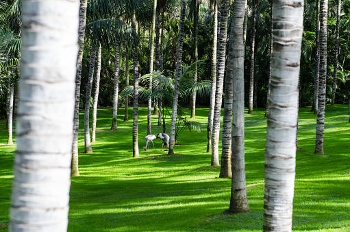 Palm trees in Tenerife park, Spain, Canary Island, Europe. Nikon.