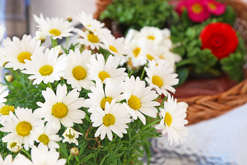 blooming white daisies - spring flowers - blossom nature - blurry flowers background