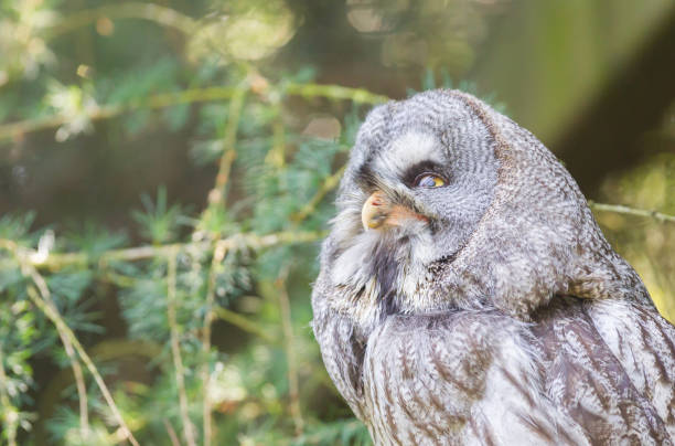 カラフトフクロウやラップランド フクロウ クローズ アップ肖像画 - owl awe bird close up ストックフォトと画像