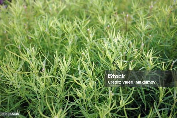 Artemisia Absinthe Or Tarragon In The Summer Garden Stock Photo - Download Image Now