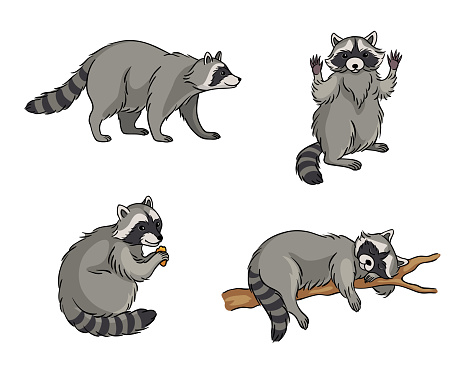 Racoons in different poses - vector illustration. EPS8