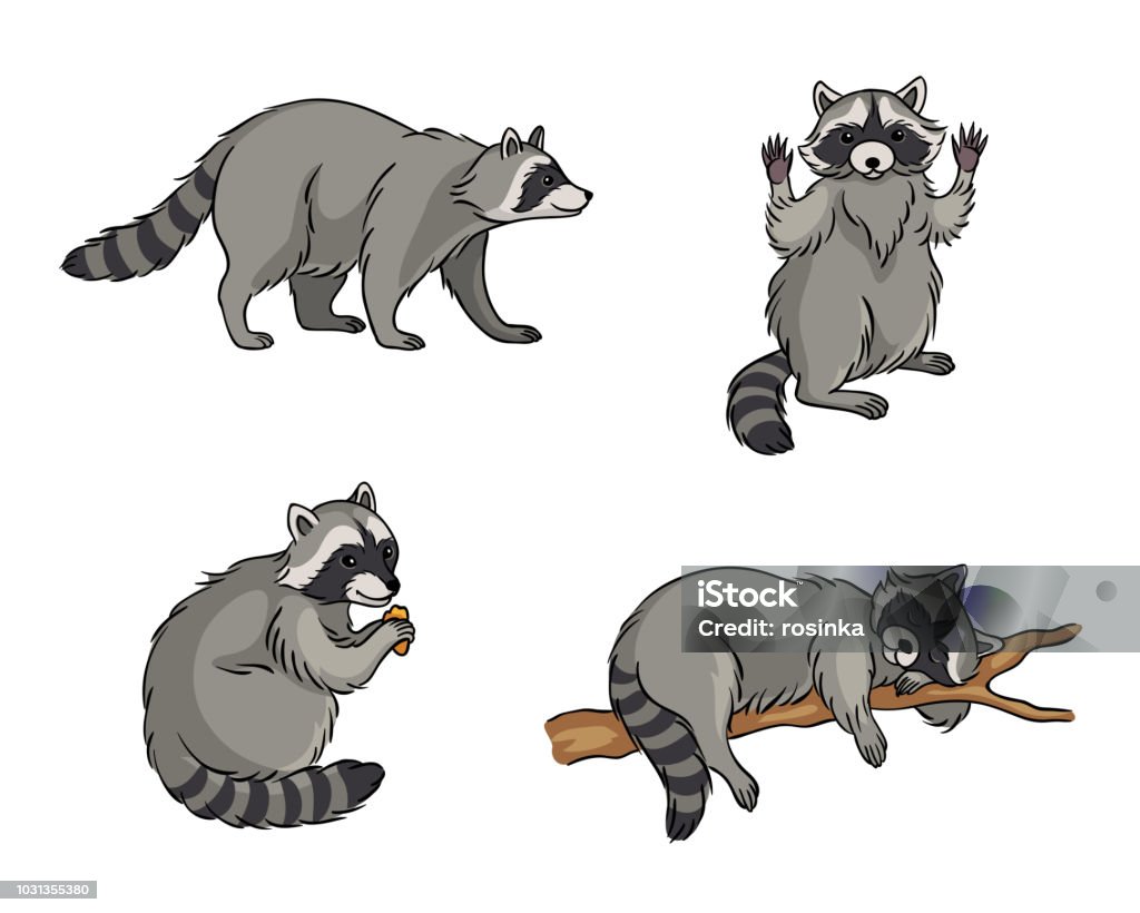 Racoons - vector illustration Racoons in different poses - vector illustration. EPS8 Raccoon stock vector