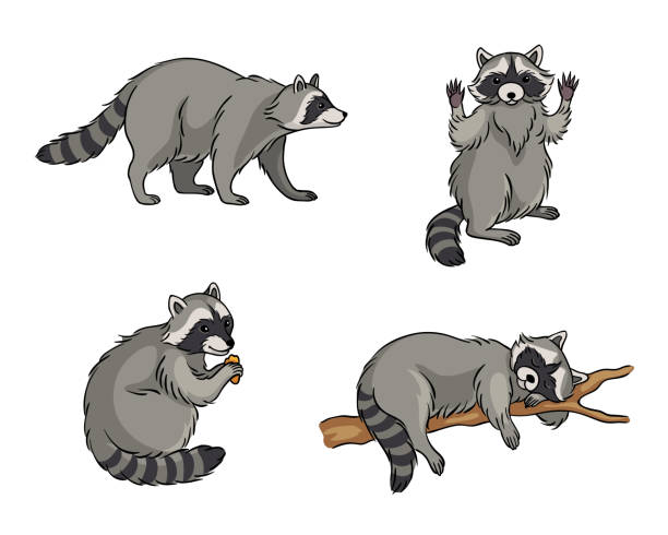 Racoons - vector illustration Racoons in different poses - vector illustration. EPS8 tree illustration and painting art cartoon stock illustrations