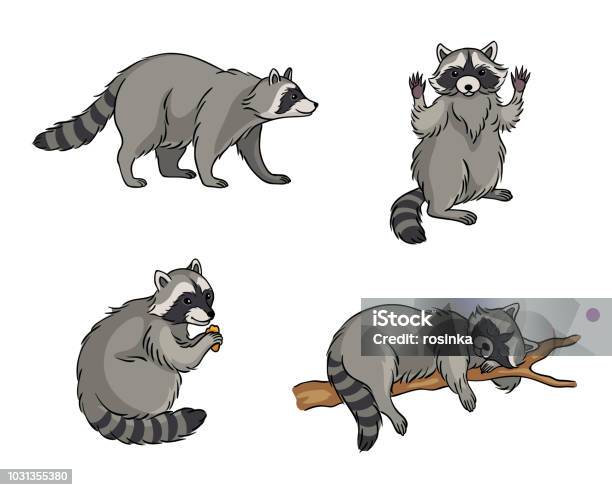 Racoons Vector Illustration Stock Illustration - Download Image Now - Raccoon, Illustration, Vector