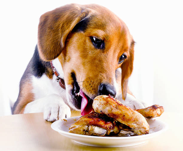 istock Beagle dog looking  to roasted chicken leg 1031355526