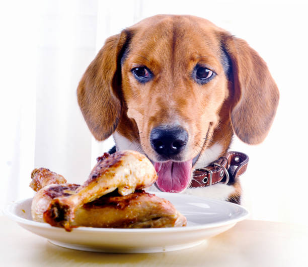 istock Beagle dog looking  to roasted chicken leg 1031355572