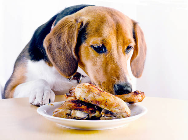 istock Beagle dog looking  to roasted chicken leg 1031355670