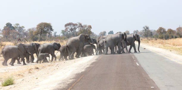 istock Elephant family crossing a road 1031358940
