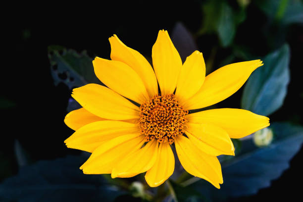 istock Arnica herb blossom on a dark background. 1031362338