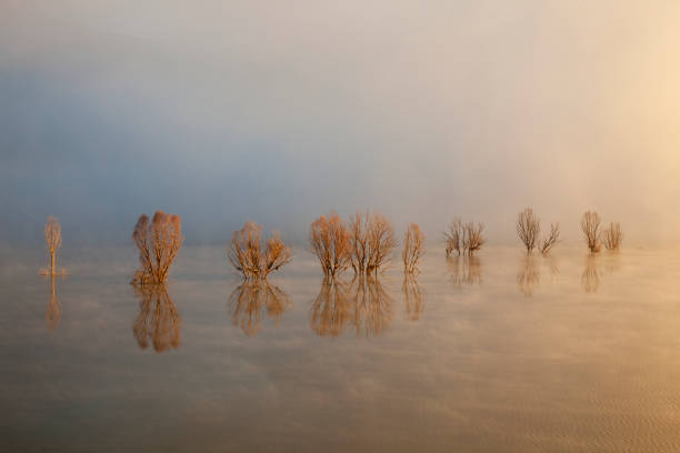 Trees in lake with morning fog