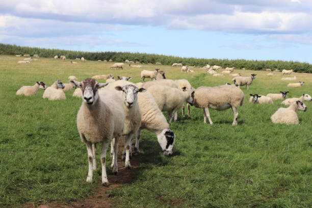 istock Flock of sheep 1031369168