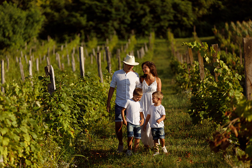 Family walking through a vineyard