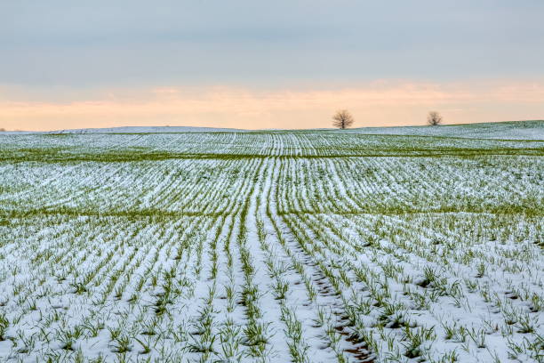istock Winter fields in the snow. winter. wheat. 1031373170