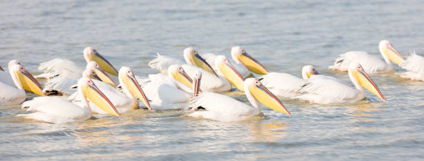 istock Pink pelicans in the Makgadikgadi, Botswana 1031376258