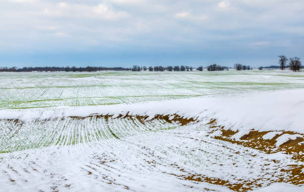 istock Winter fields in the snow. winter. wheat. 1031376546