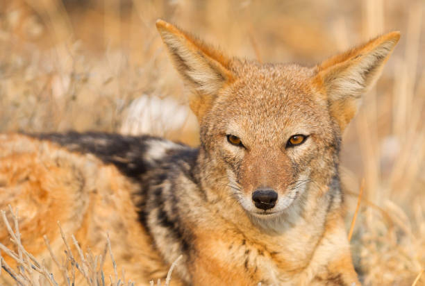 istock Black backed jackal (Canis mesomelas) in the morning sun, Kalahari 1031380528