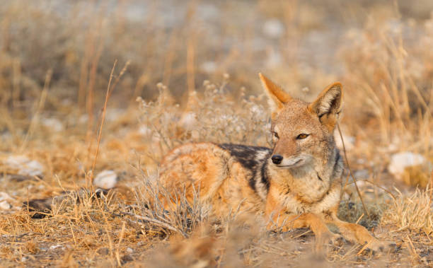istock Black backed jackal (Canis mesomelas) in the morning sun, Kalahari 1031380580