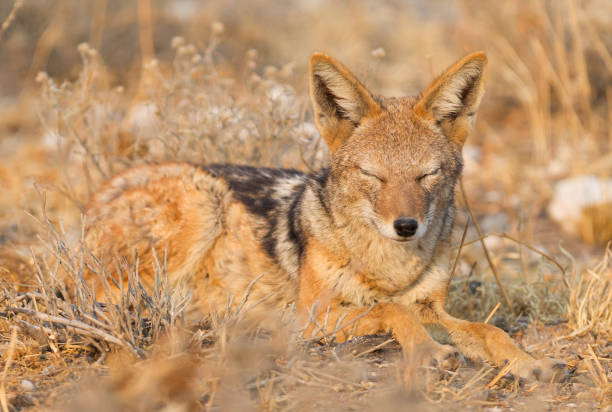 istock Black backed jackal (Canis mesomelas) in the morning sun, Kalahari 1031380678