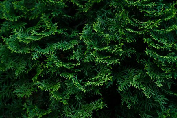 istock Cypress tree green texture. Organic ecological concept 1031381756
