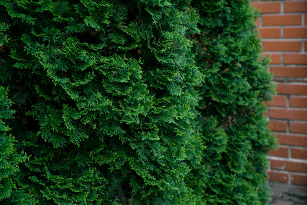 istock Cypress tree green texture. Organic ecological concept 1031381828
