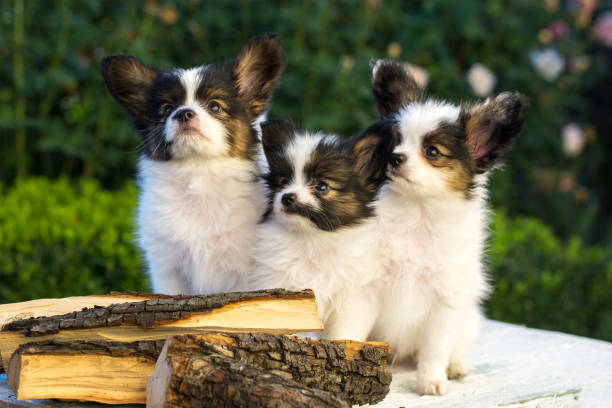 istock two cute puppies of the breed parillon 1031384464