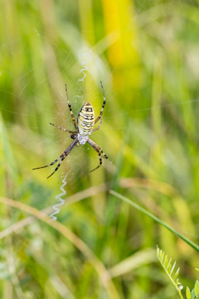 istock big green spider is sitting on the web 1031384794