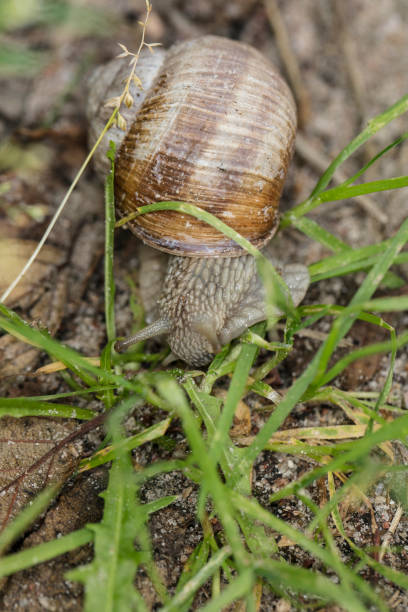 istock common snail walks in the grass 1031385064