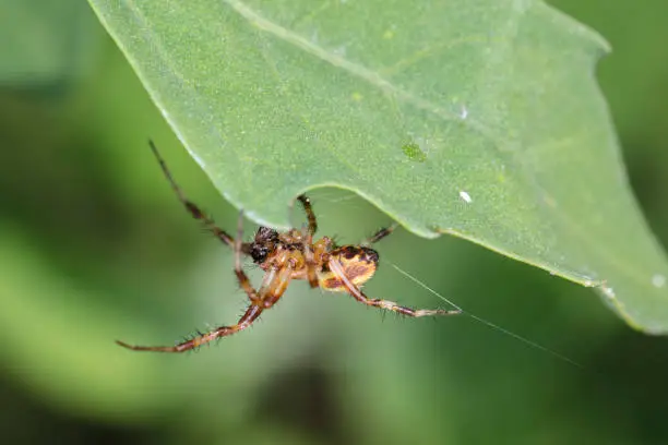 Photo of spider stretches the net under the leaf