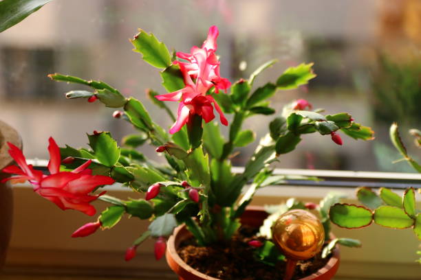 istock Flower Flower Plant Mari 1031390722